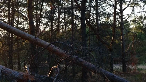 Fallen pine trees in the forest after a strong wind in the evening at sunset. Stock Footage 142559711