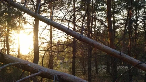 Fallen pine trees in the forest after a strong wind in the evening at sunset. Stock Footage 142559865