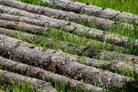 Fallen pine trees laying in a row in the grass Stock Photos