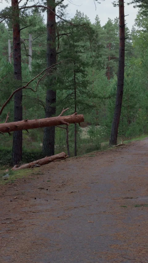 Fallen pine trunk blocking forest road beside tall evergreen trees under Stock Footage 345264539