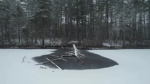 Fallen pine trunk during a heavy blizzard in Massachusetts Stock Footage 333675082