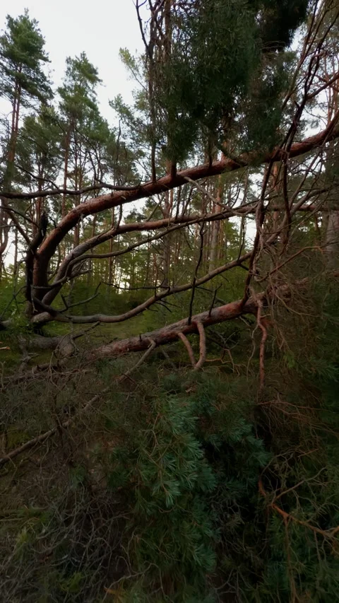 Fallen pine trunks and tangled branches inside dense forest with quiet remote Stock Footage 344969961