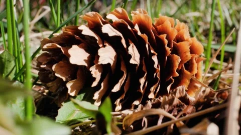 Fallen Pinecone in Grass Slow Zoom Macro Nature Video Stock Footage 333856663