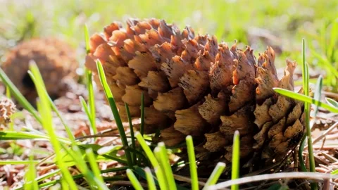 Fallen Pinecone in Grass Slow Zoom Macro Nature Video Stock Footage 333857044
