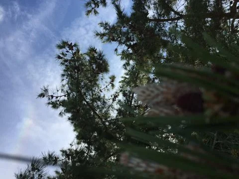 Fallen Pines 2 Stock Photos