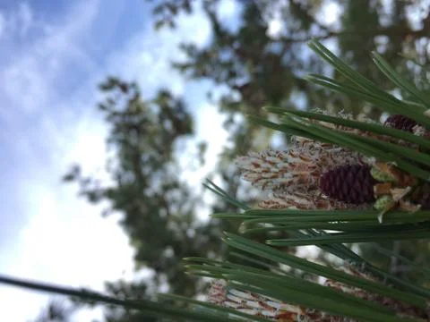 Fallen Pines 3 Stock Photos
