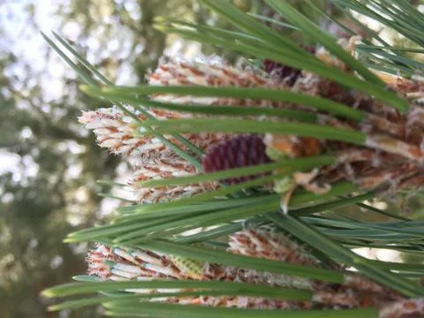 Fallen Pines 7 Stock Photos