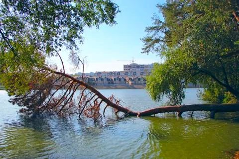 Fallen pines into water with view to multi-storey modern houses on bank of ri Stock Photos