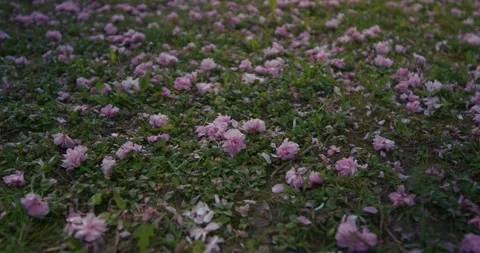 Fallen pink blossoms on grass 스톡 동영상 332948624