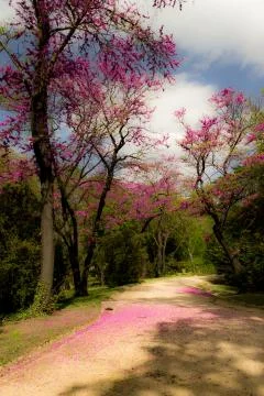 Fallen Pink Leaves from Tree Stock Photos