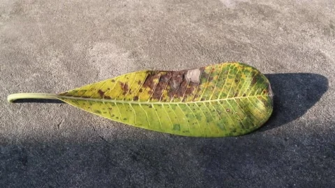 Fallen plumeria tree leaf on the concrete floor Stock Footage 163989007