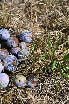 Fallen plums on dry grass Stockfoto's