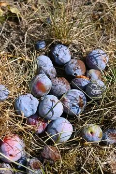 Fallen plums in dry grass Stockfoto's