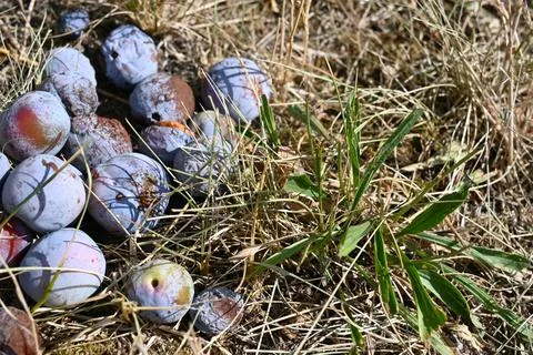 Fallen plums in dry grass 库存照片