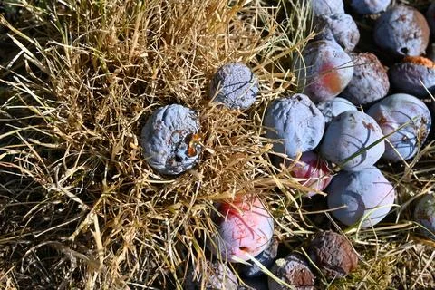 Fallen plums in dry grass Stockfoto's