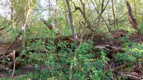 A  fallen poplar tree lying down on the bank of a river. Video stock 271578353