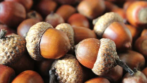 Fallen Red Acorns Oak Nuts Lies Among Stock Footage 137327198