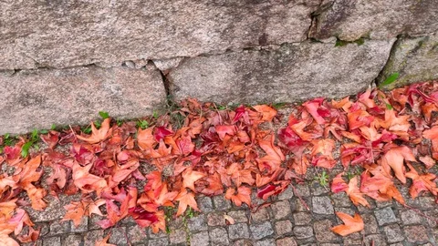 Fallen red and brown maple leaves on the ground next to an old stone wall Stock Footage 119549734