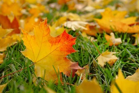 Fallen Red And Yellow Maple Leaf, Carpet of Autumn Leaves Stock Photos