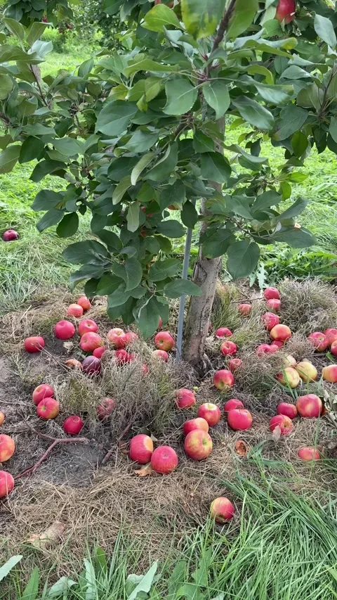 Fallen red apples on the ground beneath trees in an apple orchard Stock Footage 346495130