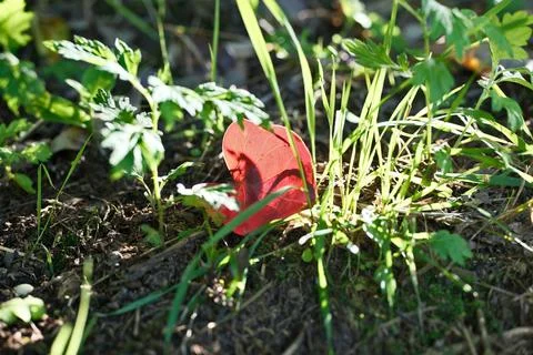 Fallen Red Autumn Leaf Lying on Ground Among Green Grass in Forest Stock Photos