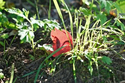 Fallen Red Autumn Leaf Lying on Ground Among Green Grass in Forest Stock Photos