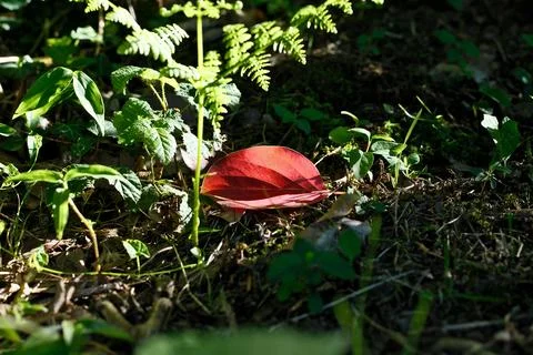 Fallen Red Autumn Leaf Lying on Ground Among Green Grass in Forest Stock Photos