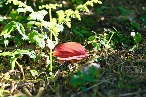 Fallen Red Autumn Leaf Lying on Ground Among Green Grass in Forest Stock Photos
