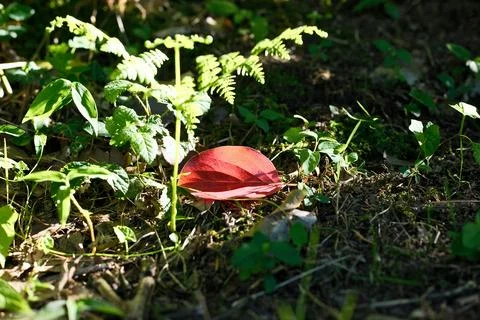 Fallen Red Autumn Leaf Lying on Ground Among Green Grass in Forest Stock Photos