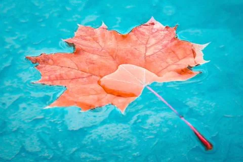 Fallen red autumn maple leaf on blue water Stock Photos