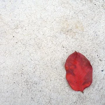 Fallen red leaf on concrete road Stock Photos