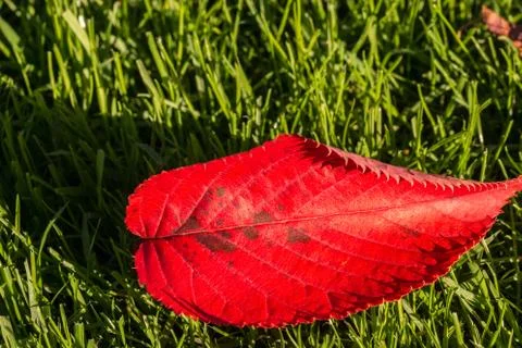 Fallen red leaf on the green grass Stock Photos