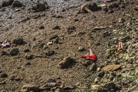 Fallen red leaf lying on the ground during the day Photos