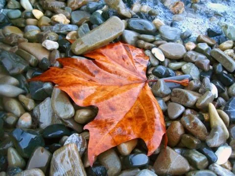 Fallen red leaf on the shore Stock Photos