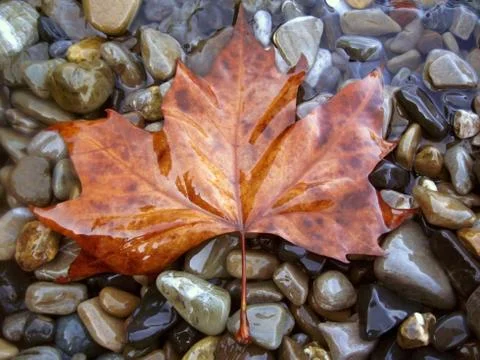 Fallen red leaf on the shore Stock Photos
