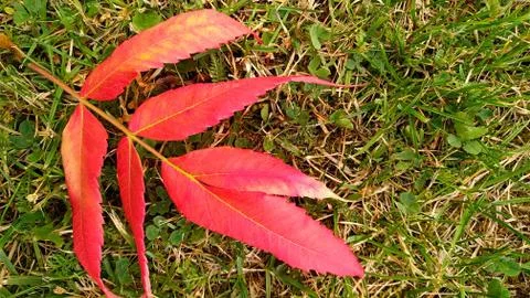 Fallen red leaf of sumac tree on green grass Stock Photos