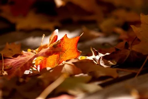 Fallen Red Maple Leaf Foto stock