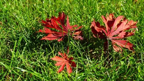 Fallen red maple leaves on green grass background close up. Stock Photos
