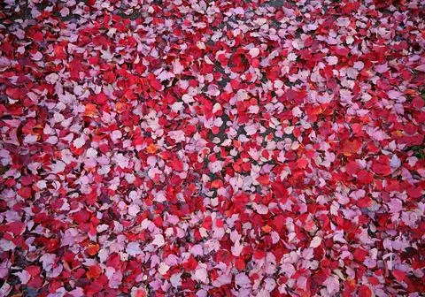 Fallen red maple leaves on the ground in Autumn - Fall foliage background Stock Photos