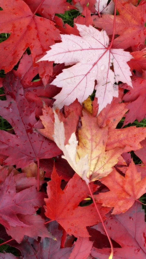 Fallen Red Maple or Acer leaves Moving a Little in the Wind. Vertical Format. Stock Footage 319901810