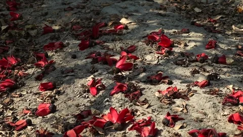 Fallen red silk cotton flowers scattered on ground in natural setting Stock-Footage 331276705