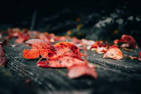 Fallen red tree leaves lying on a wooden bench Stock Photos