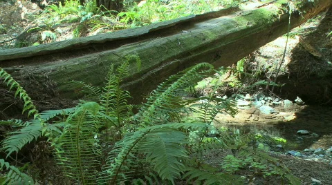 Fallen Redwood (1 of 2) Video stock 397233