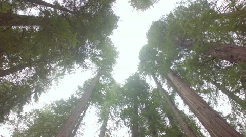 Fallen redwood Stock Footage 45842688