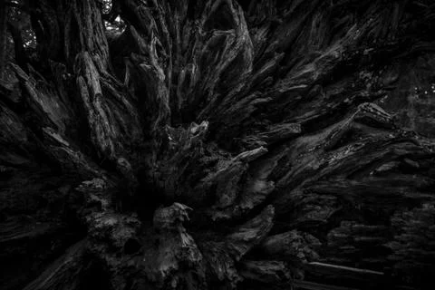 Fallen redwood sequoia tree roots full frame background texture Stock Photos