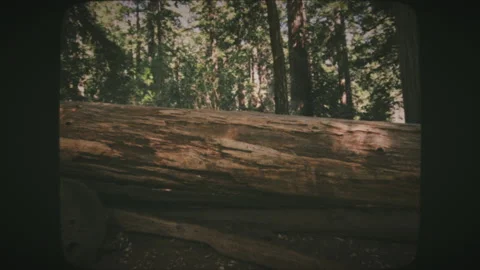 Fallen redwood tree in Big Basin Park, California. Vintage Film Look. Stock Footage 136732094