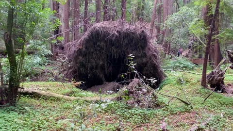 Fallen redwood tree Stock Footage 202295151