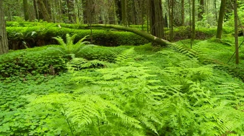 Fallen redwood tree in forest Video stock 11953047