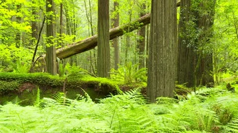 Fallen redwood tree in forest Stock Footage