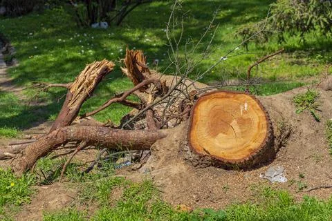 Fallen Remains Tree Stump Stock Photos